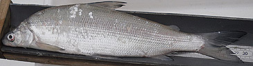 Record photograph for Coregonus albula